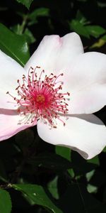 Plants,Flowers