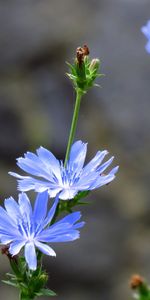 Plantas,Flores