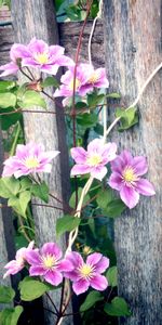 Plants,Flowers