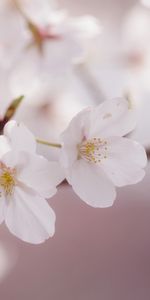 Plants,Flowers