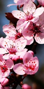 Plants,Flowers