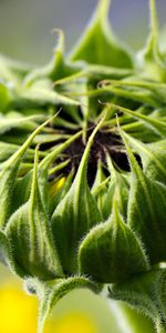 Plants,Flowers