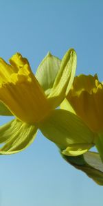 Plants,Flowers