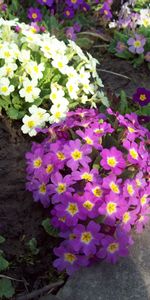 Plants,Flowers