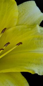 Plants,Flowers