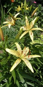 Plants,Flowers