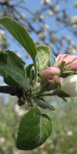 Plants,Flowers