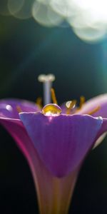 Plants,Flowers