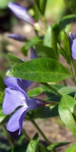 Plants,Flowers