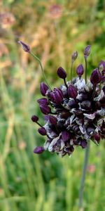 Plants,Flowers