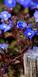 Plants,Flowers