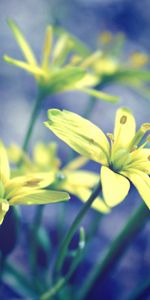 Plants,Flowers