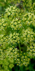 Plants,Flowers