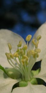 Plantas,Flores