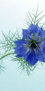 Plants,Flowers