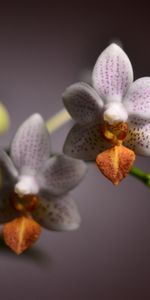 Plants,Flowers