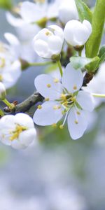 Plants,Flowers