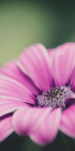 Plants,Flowers