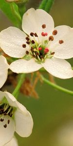 Plants,Flowers