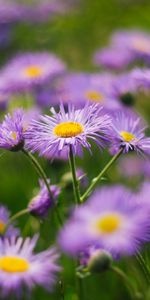 Plants,Flowers