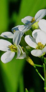 Plants,Flowers