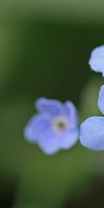 Plantas,Flores