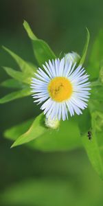 Plants,Flowers