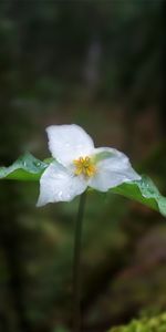 Plants,Flowers