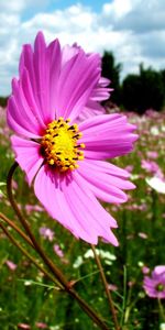 Plants,Flowers