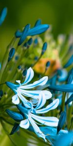 Plants,Flowers