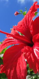 Plants,Flowers