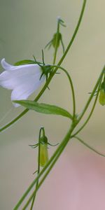 Plantas,Flores