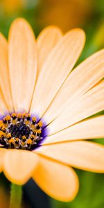 Plants,Flowers