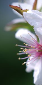 Flores,Plantas