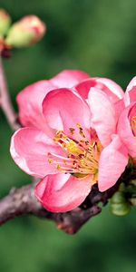 Plants,Flowers