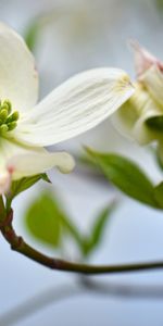 Plantas,Flores