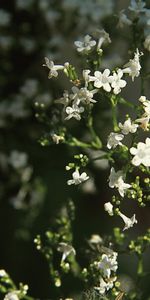 Plants,Flowers