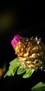 Plants,Flowers