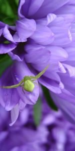 Plants,Flowers