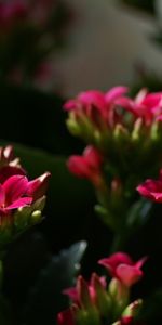 Plants,Flowers