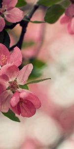 Plants,Flowers