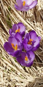 Plants,Flowers