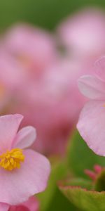 Plants,Flowers