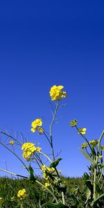 Plantas,Flores