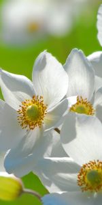 Plants,Flowers