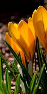 Plants,Flowers