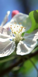 Plantas,Flores