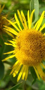 Plants,Flowers