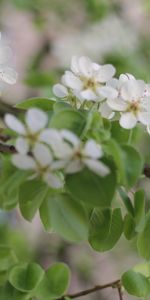 Plants,Flowers