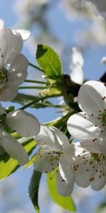 Plantas,Flores